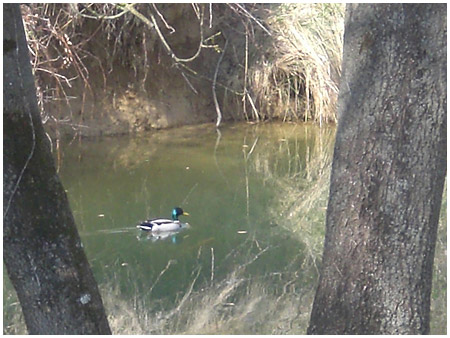 Canard sauvage sur la rivière bordant le jardin